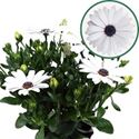 Bild von Osteospermum P12 Blanca(wit)